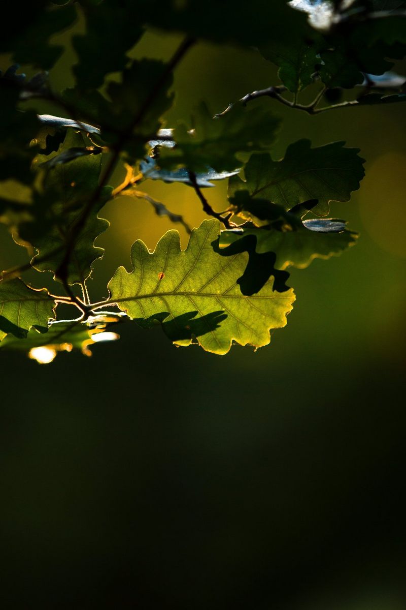 The leaves of a tree are backlit by the sun.