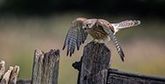 A young kestrel perched on a wooden post, and with its wings arched, squawks fiercely.