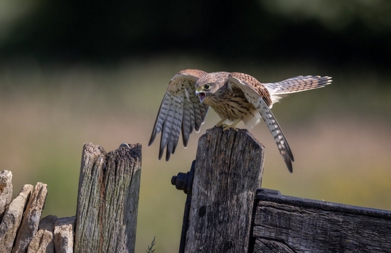 A young kestrel perched on a wooden post, and with its wings arched, squawks fiercely.