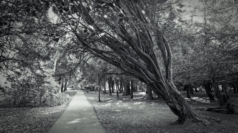 Как сделать черно-белое фото в Snapseed