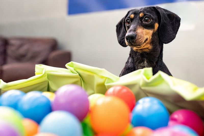 I migliori suggerimenti per la fotografia di animali domestici - Canon  Italia