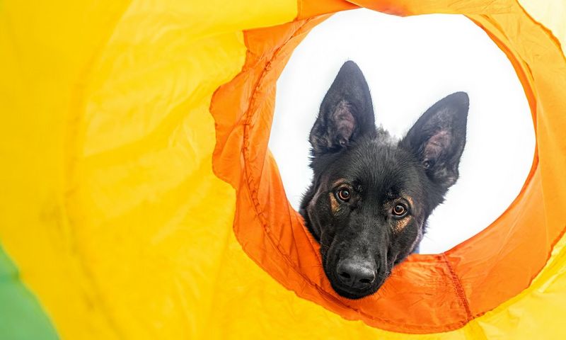 Photographe caméra chien image libre de droit par damedeeso