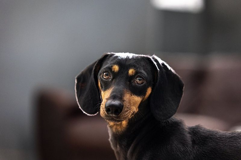 Photographe caméra chien image libre de droit par damedeeso