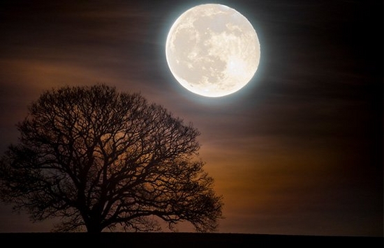 A close up of a full moon above a lone tree in a field. 