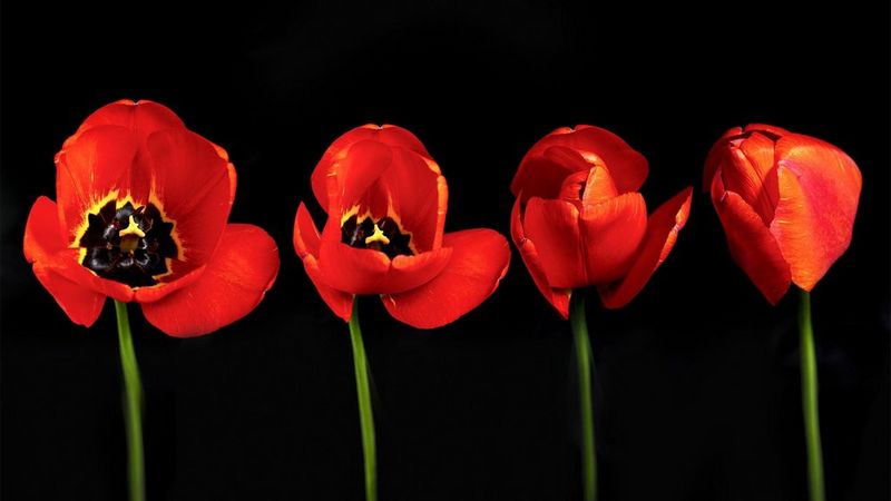 Time stack of a blossoming poppy flower.