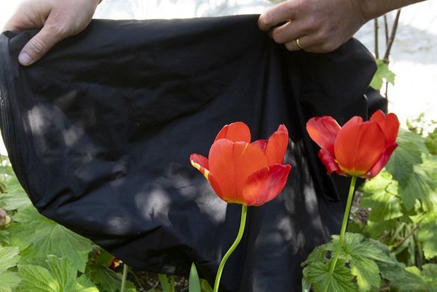 A black back drop is used to make tulips stand out.