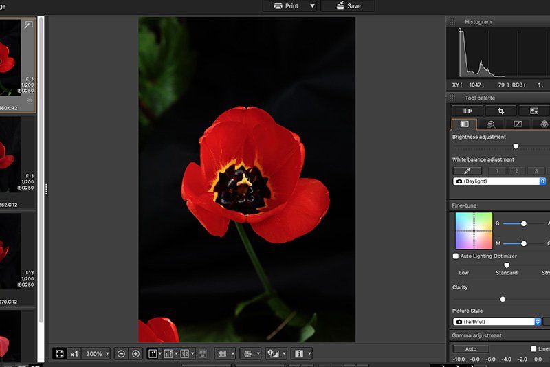 A tulip on the edit screen in Canon's Digital Photo Professional imaging software.