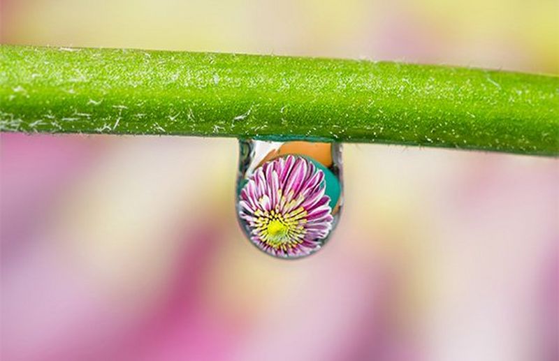 A water droplet on a flower stem, reflecting a flower head. 