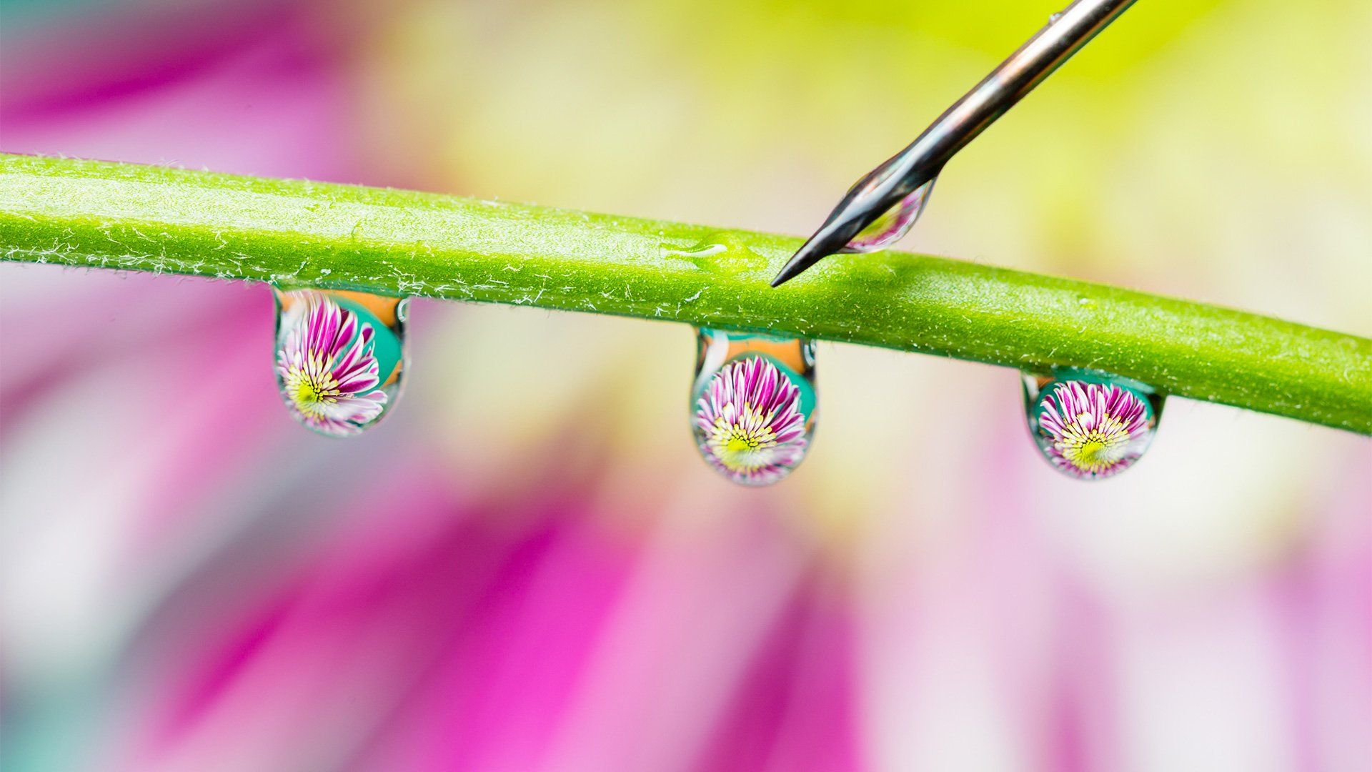 Three water droplets on a flower stem being placed by a needle. 