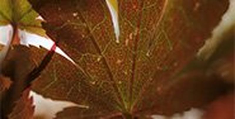 A close-up of a leaf, showing the veins inside it. 