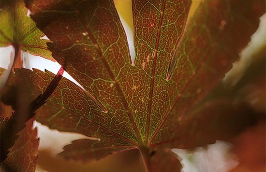 A close-up of a leaf, showing the veins inside it. 