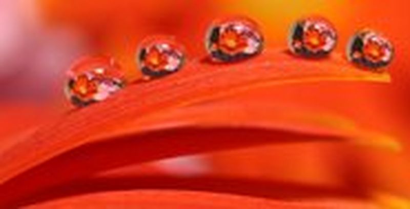 A close-up photograph of five droplets of water on the surface of an autumnal leaf.