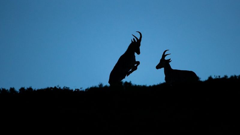 How to capture wildlife images in low light - Canon Georgia