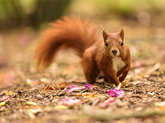 A red squirrel looks straight at the camera as it runs across a carpet of dried leaves and fallen petals.