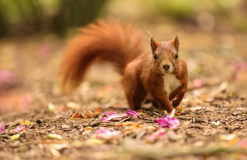 Un écureuil rouge regarde droit dans l'appareil photo en courant sur un tapis de feuilles mortes et de pétales tombées au sol.