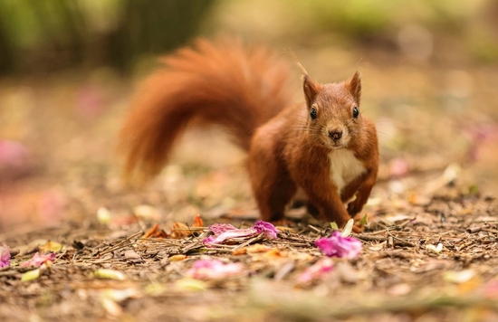 A red squirrel looks straight at the camera as it runs across a carpet of dried leaves and fallen petals.