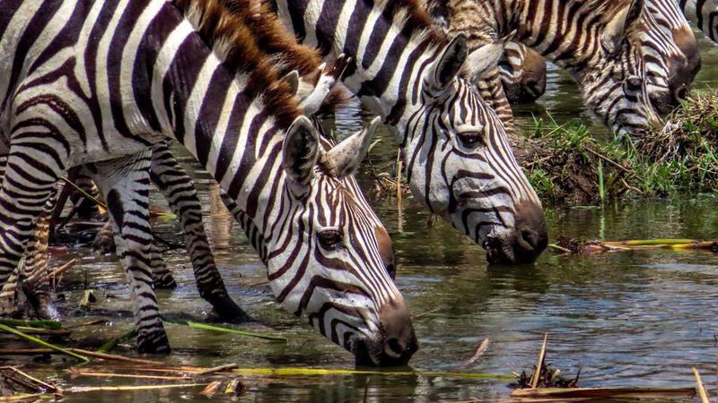 En flock med zebror vid ett vattenhål i Nairobis nationalpark i Kenya, tagen av Georgina Goodwin.