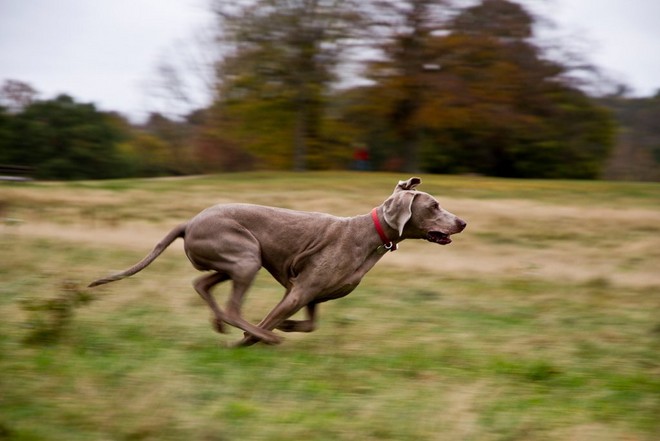 Um cão de pelo castanho a atravessar um campo, com o fundo desfocado pelo efeito de "panning".