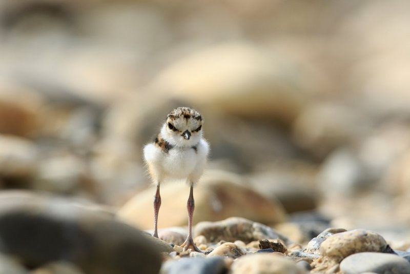 gravelot_oiseau_michel_bergalasse