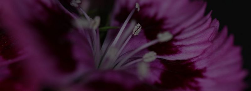 Mirrorless Cameras Compact System Cameras Canon UK