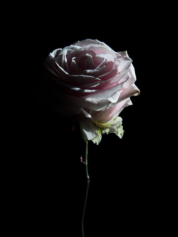 A pink rose is lit from the right-hand side of the picture, casting the other side in shadow. Its seen against a black background.