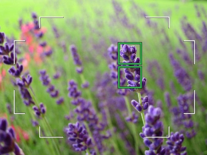 Несколько стеблей фиолетовых цветов в поле, две активные точки AF в зоне автофокусировки выделены зеленым цветом.