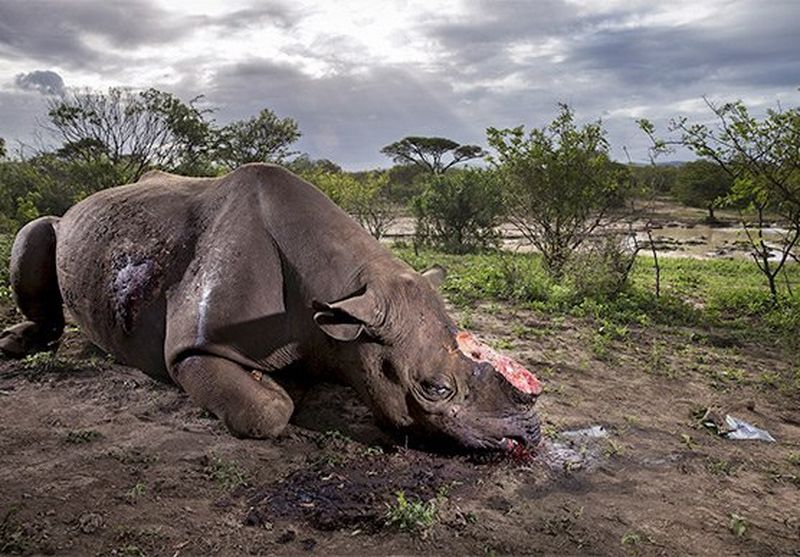 Brent Stirton Wins Wildlife Photographer of the Year Award 2017