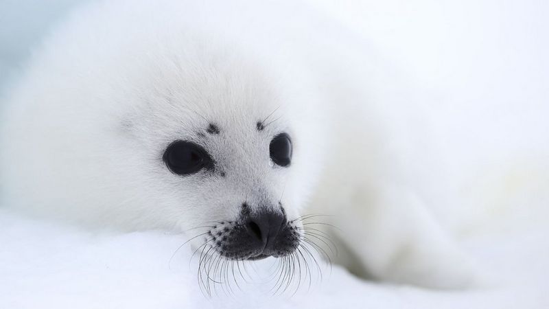 EF 70-200mm f/4L IS II USM