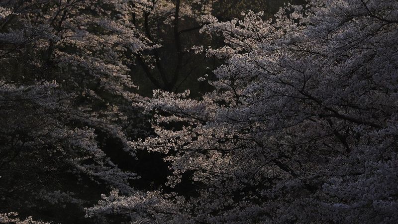 EF 70-200mm f/4L IS II USM