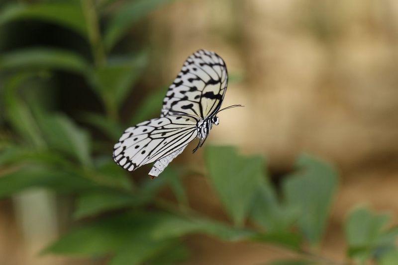 Бабочка в полете, снятая крупным планом с использованием вспышки Canon Macro Ring Lite MR-14EX II.