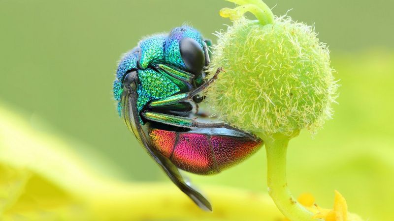 Macro photography tips - Canon Europe