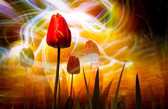 A light painting image of a bed of flowers with multi-coloured lights behind. 