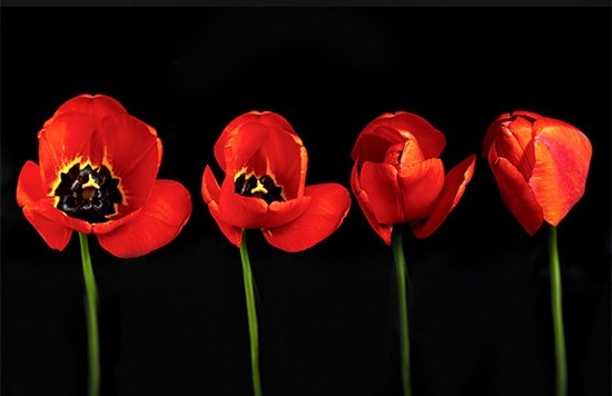 A time stacked image of a flower blooming.