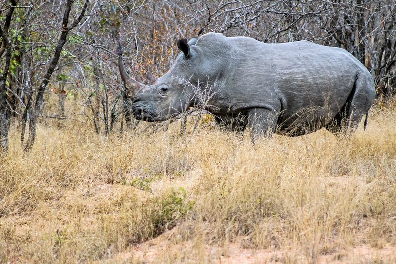 A rhino in the wild at Kruger National Park, South Africa (© Venessa Mathebula, age 15)