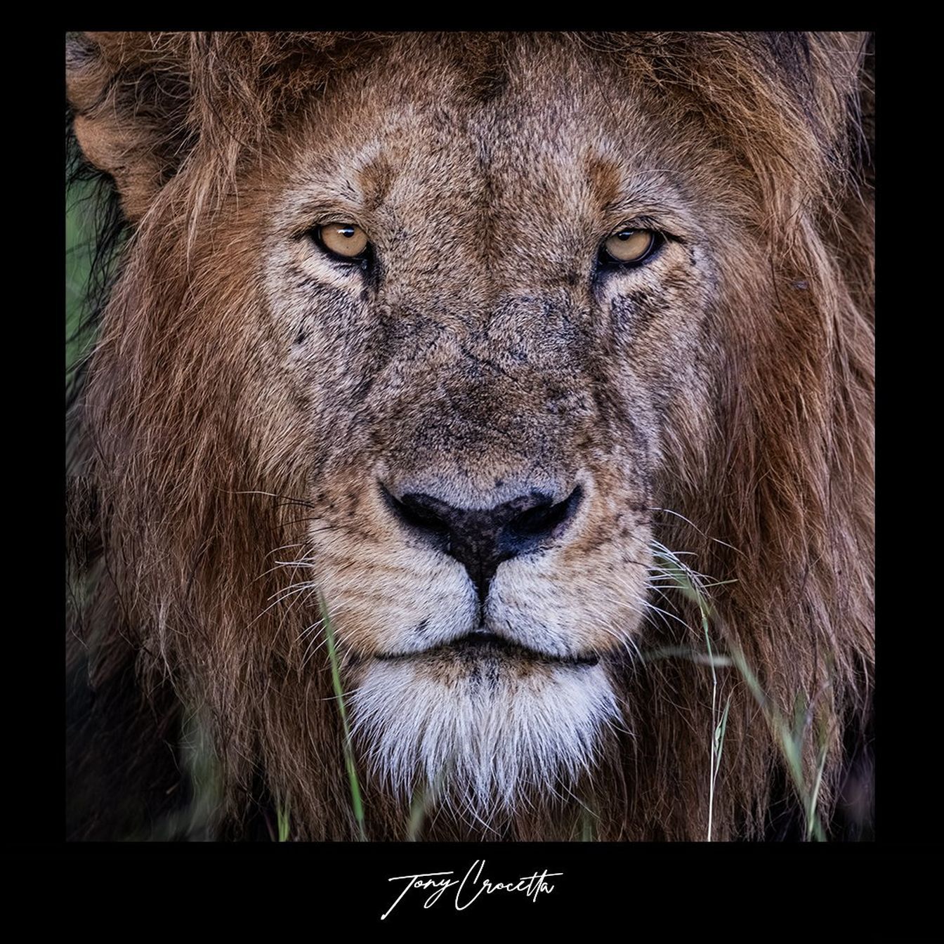 lion-TonyCrocetta