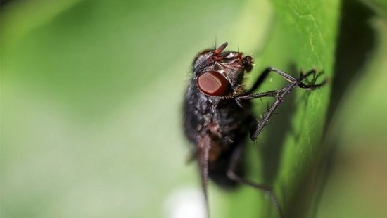 Macro photography: discover the beauty in the detail