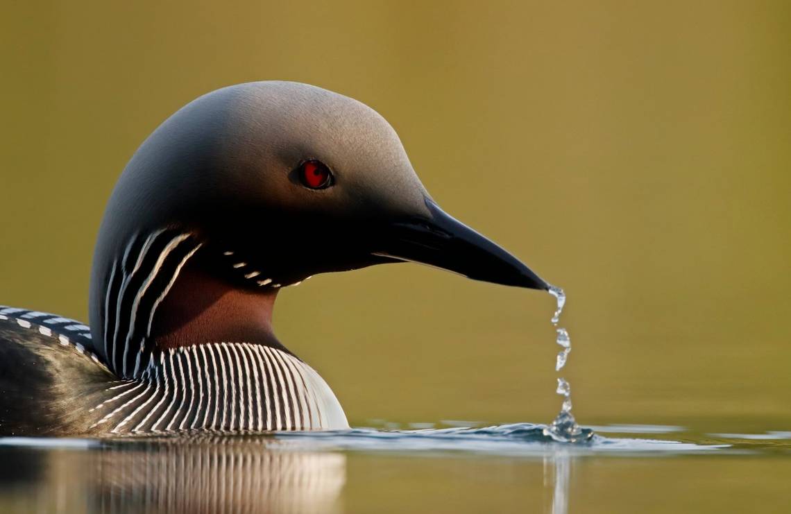 EOS 90D Black Throated Diver