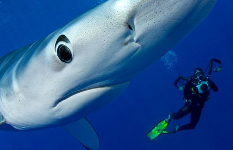 scuba diver swimming with shark
