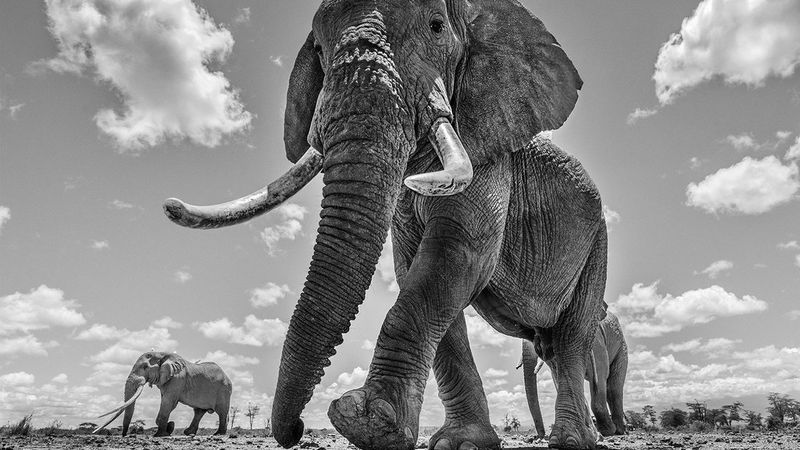 A black and white image of three elephants walking down a barren land.