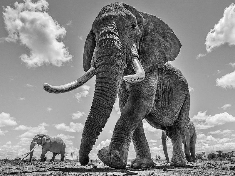 A black and white image of three elephants walking down a barren land.