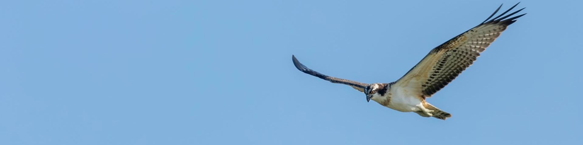 To the right of the image, an osprey flies, wings outstretched, against a plain light blue sky.