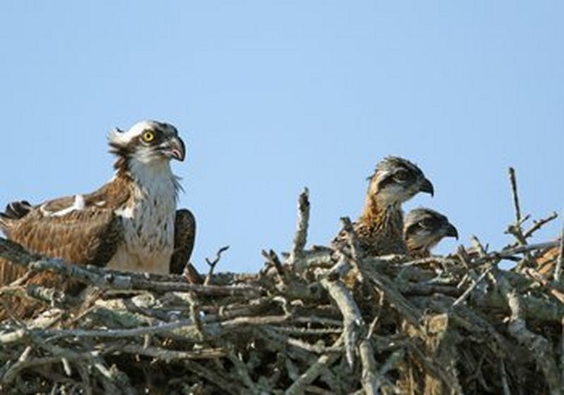 An image of three osprey in a nest. The top of the image is dominated by the blue sky and the heads and bodies of the birds as they look out to the right. The bottom and front of the image is dominated by the many twigs and branches of the nest, which stretches across the photograph.