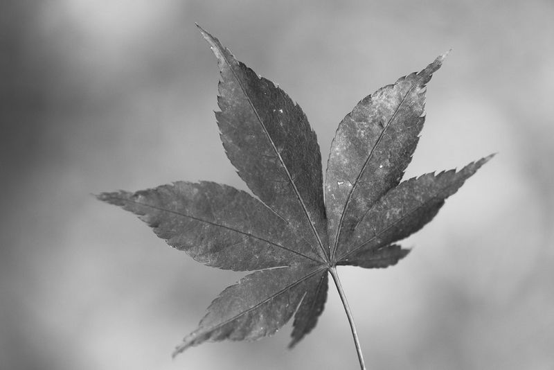 The same image of a leaf but in monochrome with green filter applied.