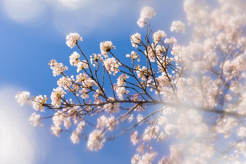 Lo-fi feel image of a blossom tree branch by using DIY filter.