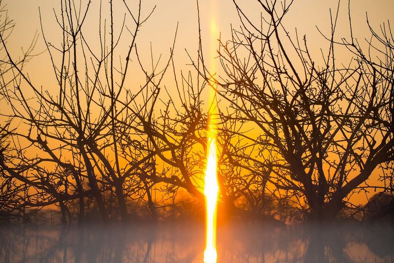 Image of a sunset behind a tree using prism for creative effect.