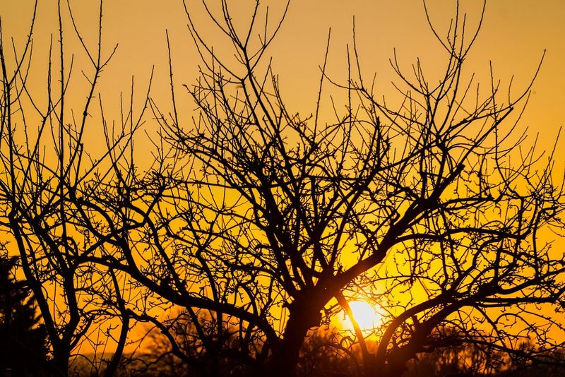 Original image of a sunset behind a tree without using prism.