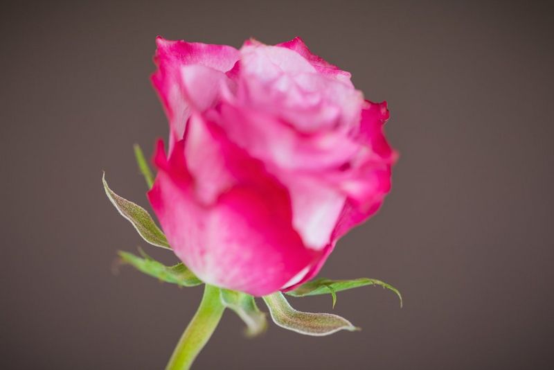 Incorrect focus leading to blurred image of the a rose.