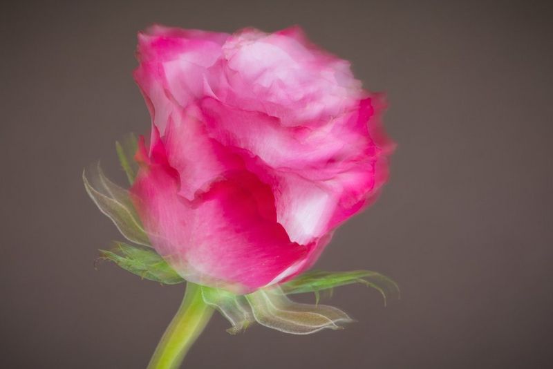 Camera shaking leading to blurred image of the a rose.