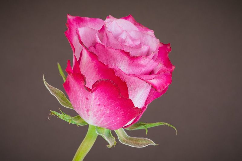 Sharp image of a rose.