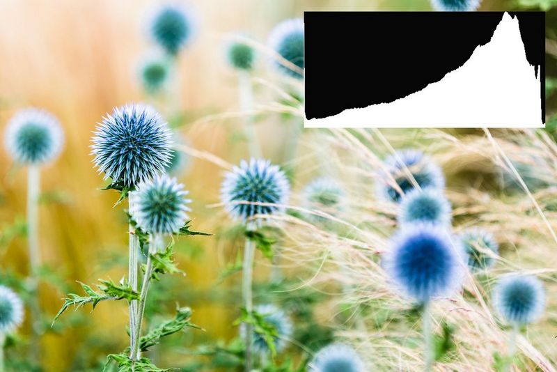 A close-up image of flowers in a field, with a histogram strongly skewed towards the right-hand (highlights) end.